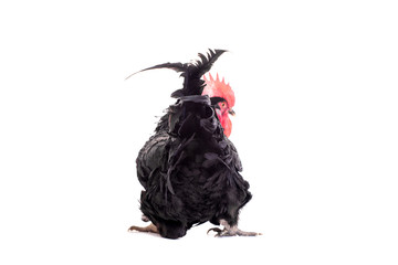 Black rooster isolated on a white background