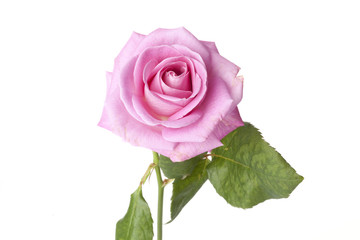 Fototapeta premium Pink rose on white background