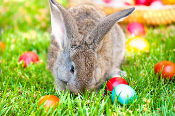 grey bunny or rabbit playing in the meadow with easter eggs