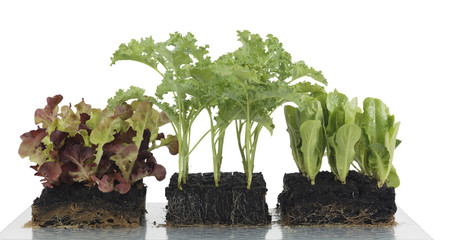 Gemüsesetzlinge in Blockkultur