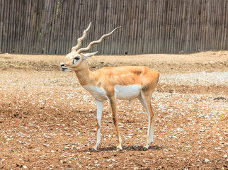 A young male deer  in the ground