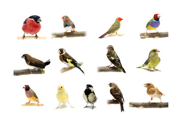 Group of small birds on the white background