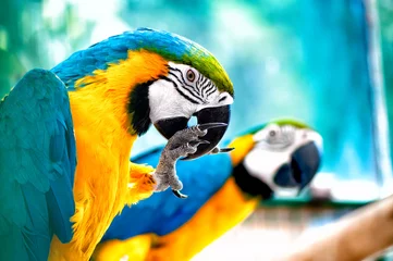 Crédence en verre imprimé Perroquet Perroquets ara à l& 39 état sauvage avec fond de jungle tropicale
