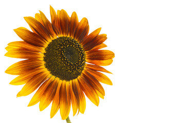 Obraz premium Sonnenblume