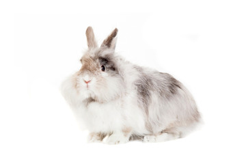 Rabbit Angora breed, isolated on white background.