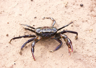 Crab 