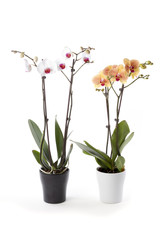 Phalaenopsis orchids in flower pot