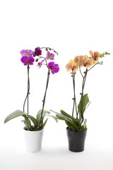 Phalaenopsis orchids in flower pot