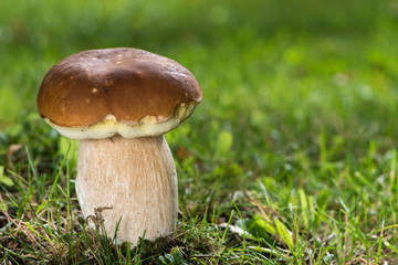 Steinpilz