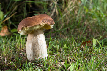 Steinpilz