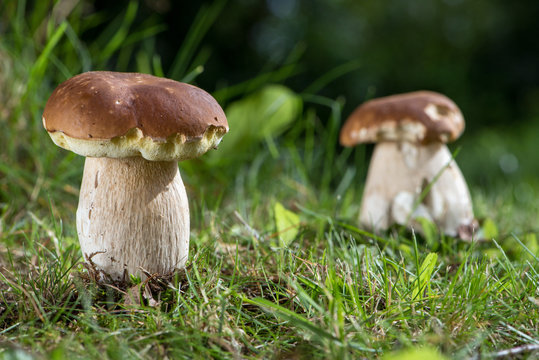 Steinpilze