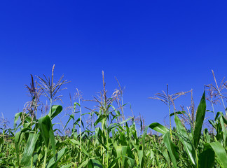 Obraz premium corn field