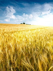 Naklejka premium agriculture