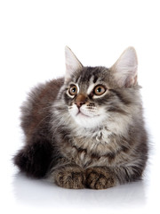 Fluffy beautiful cat on a white background.
