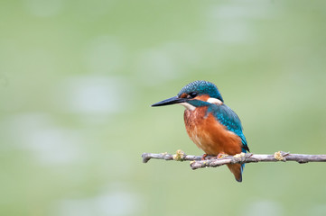 Fototapeta premium Martin Pescatore