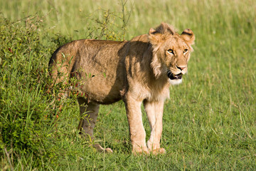 Young Lion in the Savannah