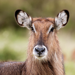 Female Waterbuck Close Up