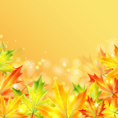 autumn maple leaves on a yellow sparkling background.autumn back