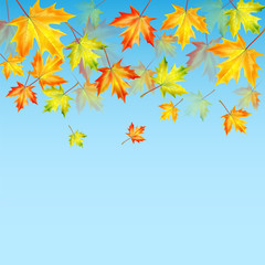 autumn maple leaves on a blue background.autumn background.vecto