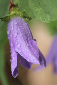 Campanella
