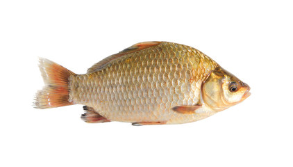 crucian isolated