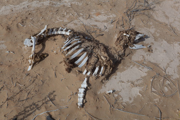 skeleton in the desert