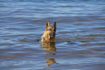 swiming Germany sheepdog