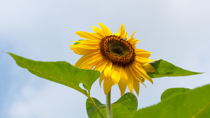 Sonnenblume mit Biene