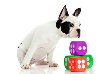 french bulldog with dices isolated on white background