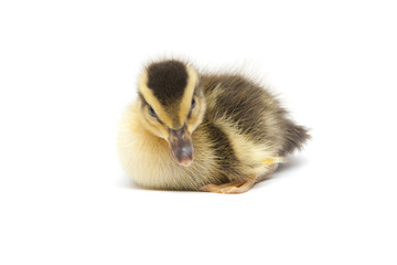 Little Baby Duck