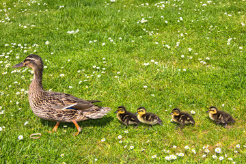 duck with ducklings.walk in city