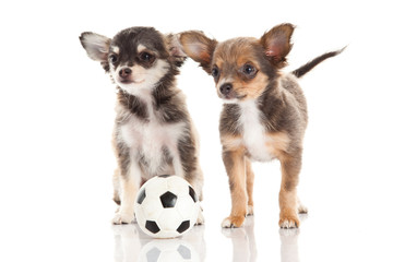 chihuahua isolated on white background