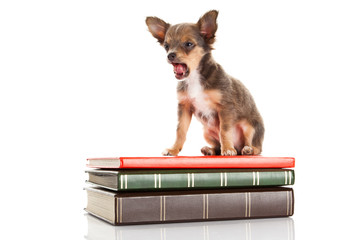 chihuahua isolated on white background