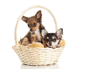 chihuahua isolated on white background