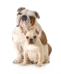 french and english bulldogs