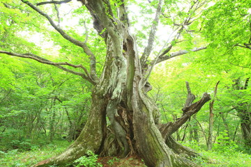 Primeval forest of Chestnut tree