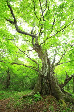 Primeval forest of Chestnut tree