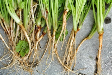 Coriander