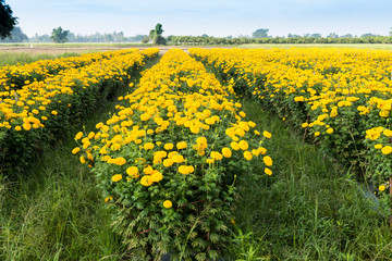 Fototapeta premium marigolds flowers