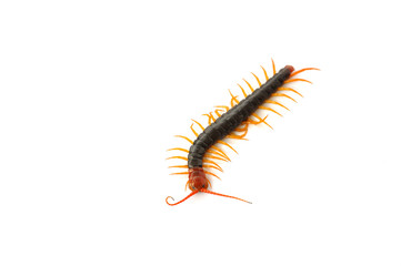 Centipede