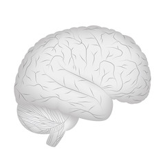 Grey human brain isolated on white background. Vector EPS10.