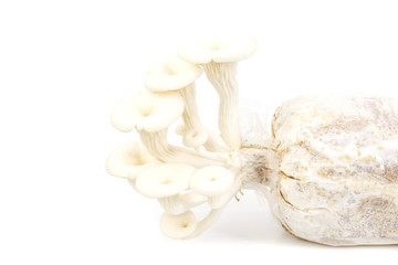 Closeup of mushroom