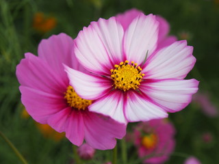 cosmos flower