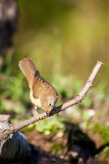 Obraz premium Eurasian Reed Warbler
