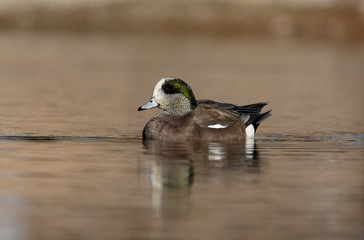 American wigeon, Anas americana