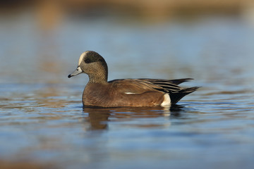 American wigeon, Anas americana