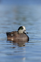 American wigeon, Anas americana