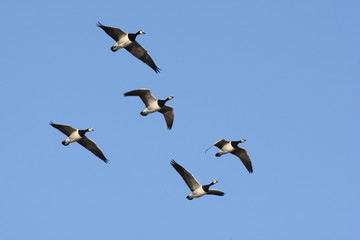 Barnacle goose, Branta leucopsis