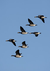 Barnacle goose, Branta leucopsis