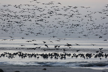 Barnacle goose, Branta leucopsis